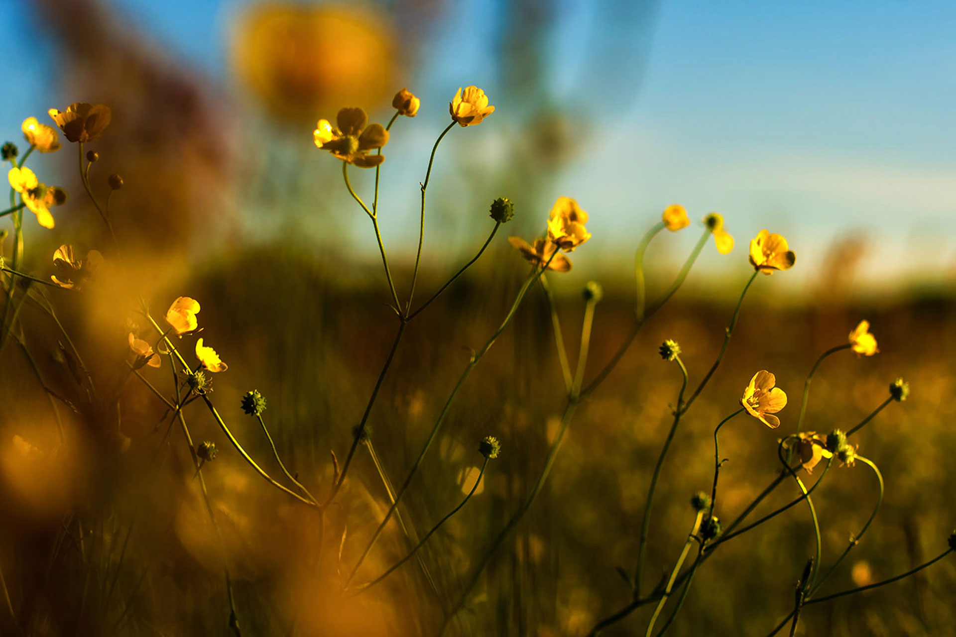 smørblomster