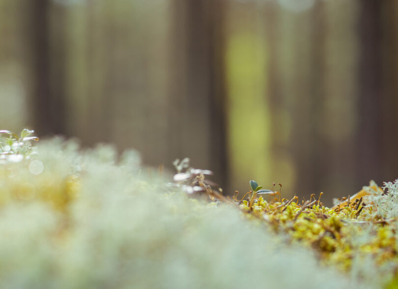 Nyttig Info Om D dsfall Og Begravelse J lstad Begravelsesbyr 