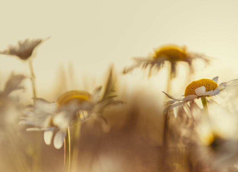 Nyttig Info Om D dsfall Og Begravelse J lstad Begravelsesbyr 