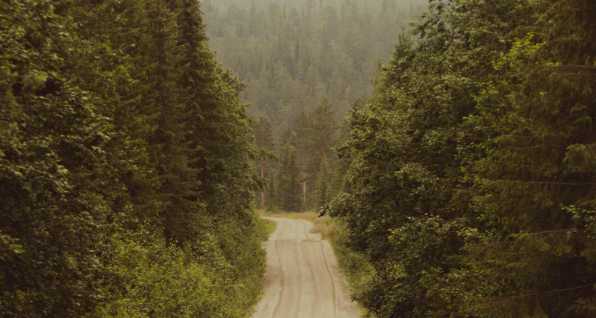 400.000 trær plantet som et grønt minne for livene som har vært