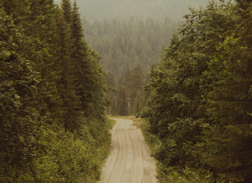 400.000 trær plantet som et grønt minne for livene som har vært