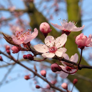 Rosa blomster som spirer på et tre.