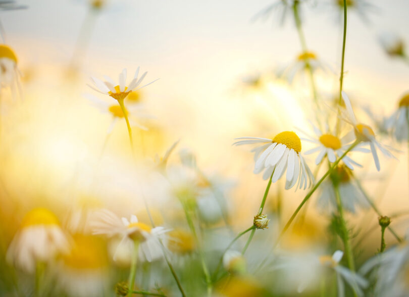 Arveoppgjør og skifte – hvordan skal arv fordeles?