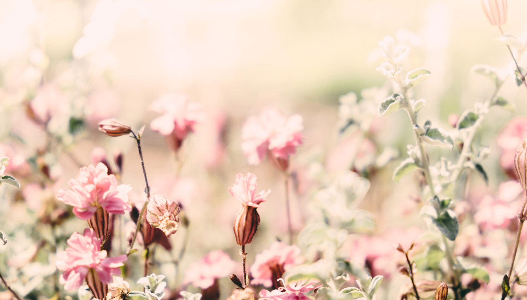 Hva skjer med det «unaturlige» i kroppen når vi dør?