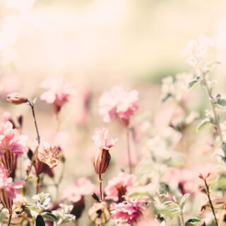 rosa blomster