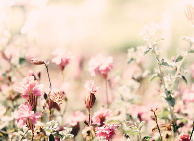 Hva skjer med det «unaturlige» i kroppen når vi dør?